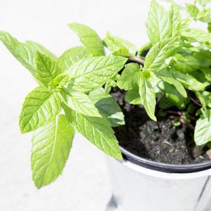 Menthe fraiche Colors of Tea