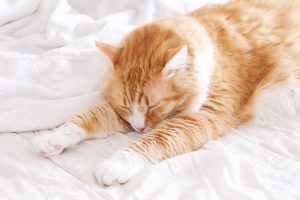 Interview Univers de Chloé pour Colors of Tea