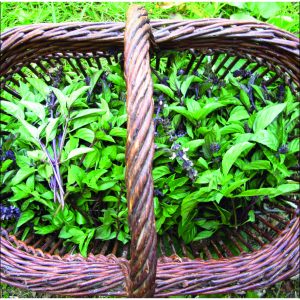 Les Jardins de la Fortune, une interview pour Colors of Tea