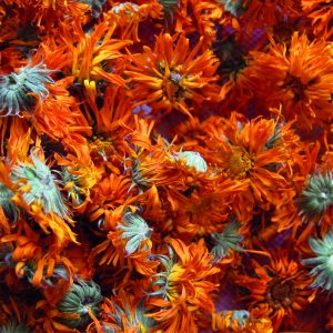 Les Jardins de la Fortune, une interview pour Colors of Tea