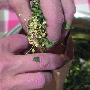 Les Jardins de la Fortune, une interview pour Colors of Tea