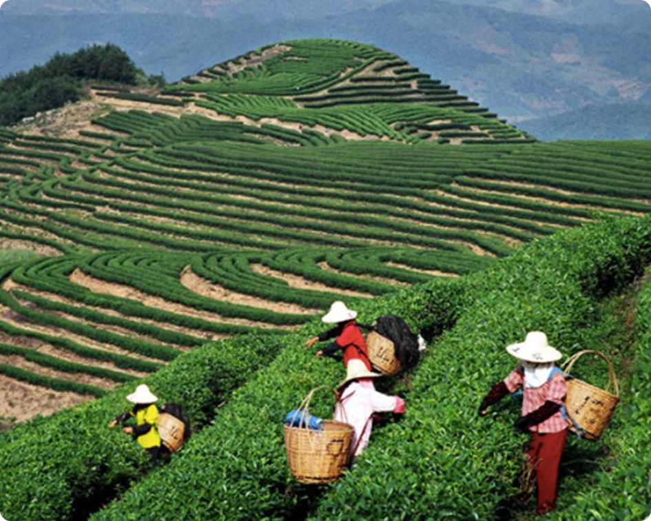 article sur le Pu erh par Colors of Tea