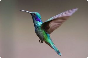 interview yoyo par colors of tea